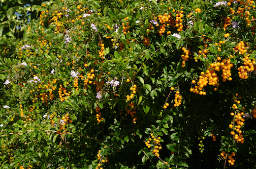 arbustes Duranta erecta
