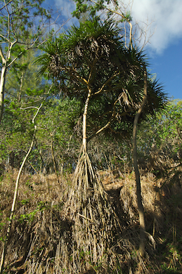 pandanus