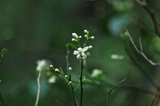 fleur du citronnier