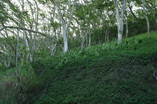 acacias falcatas