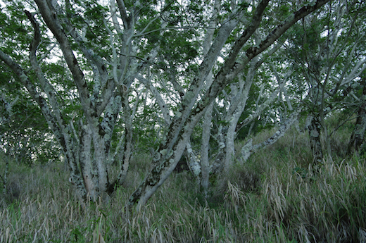 acacias falcatas, juil. 2012