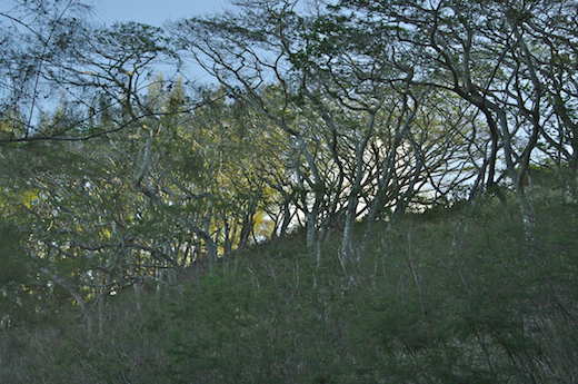 acacias falcatas