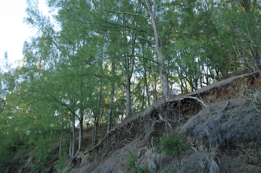 Aito ( Casuarina equisetifolia) ou Filao
