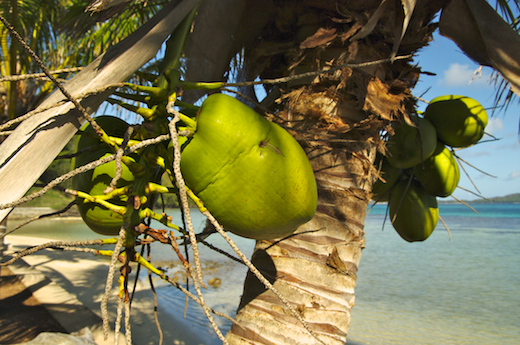 noix de coco