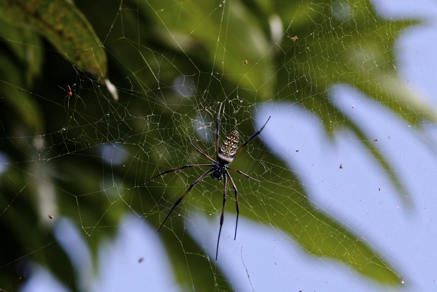 araignée Néphile des Comores