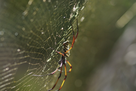 Néphila comorana