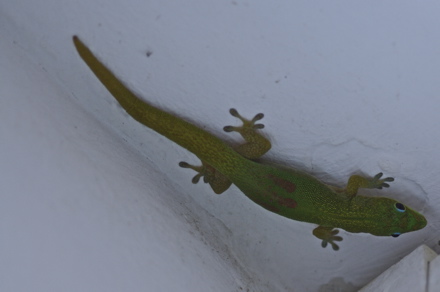 Gecko ”poussière d'or”