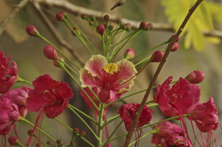 fleurs du petit Flamboyant