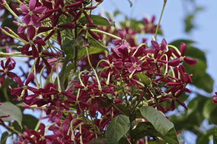 Quisqualis indica