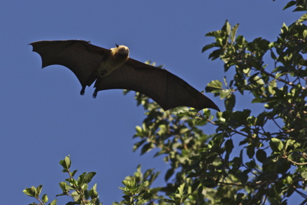la Roussette, grande chauve-souris
