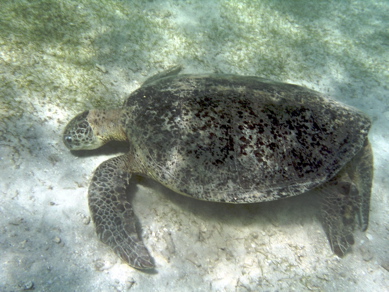 tortue verte