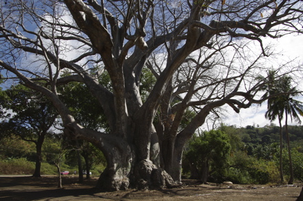 Baobab
