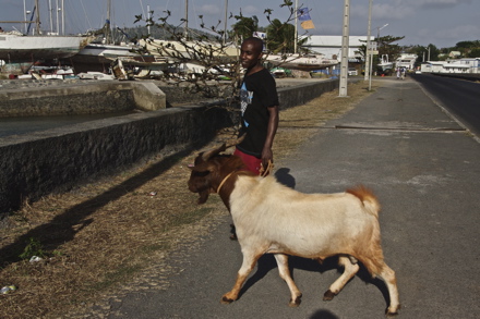 jeune mahorais et son bouc