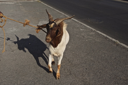 le beau bouc