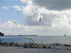 sterne