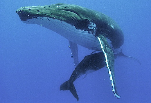 baleine et son baleineau