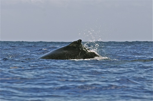 dos baleine