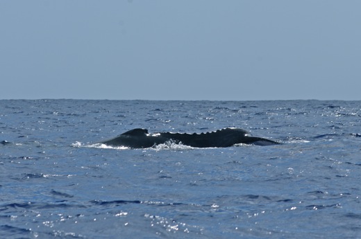 dos baleine avec début de la nageoire caudale