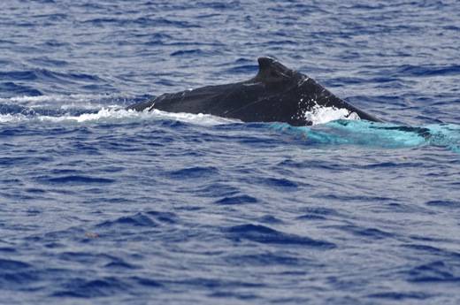 dos baleine