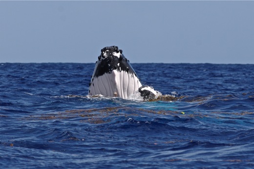 tête de la baleine