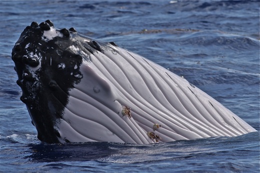 tête de la baleine et ses parasites