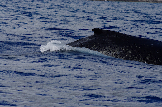 baleine en surface