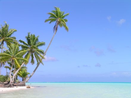 cocotiers atoll de Bora Bora