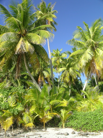 cocotiers atoll des Tuamotu