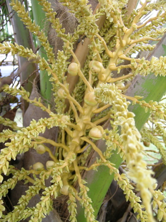 fleurs de cocotier