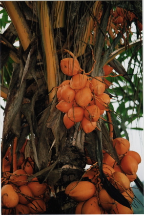 noix de coco Nain Rouge de Tahiti