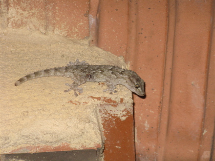 gecko sortant de son habitat