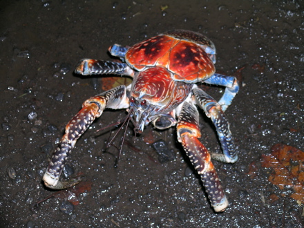 Birgus latro ou crabe de cocotier