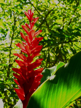 fleurs de Polynésie - Opuhi