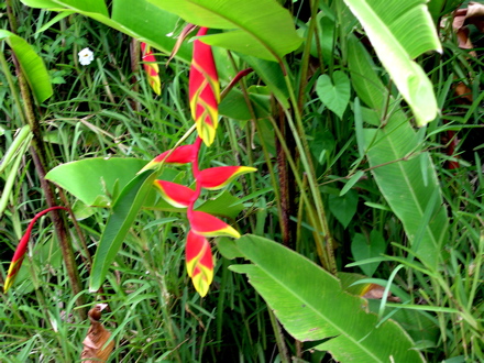 fleurs de Polynésie - balisier
