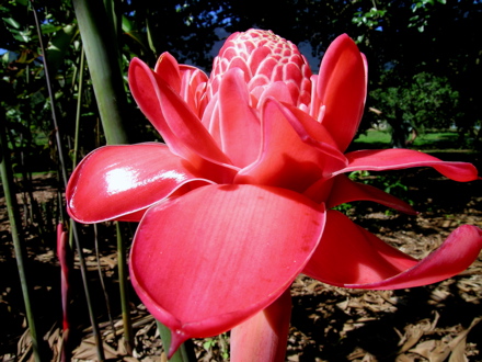 fleurs de Polynésie - rose de porcelaine
