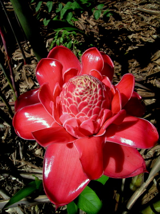 fleurs de Polynésie - rose de porcelaine