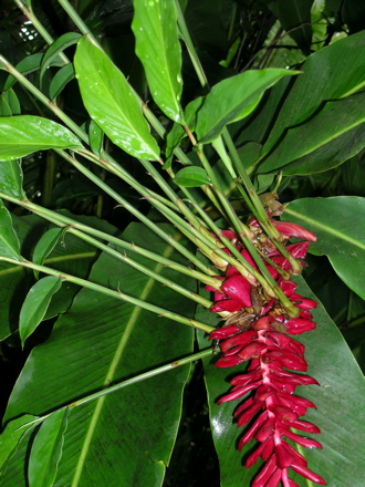 fleurs de Polynésie -Opuhi