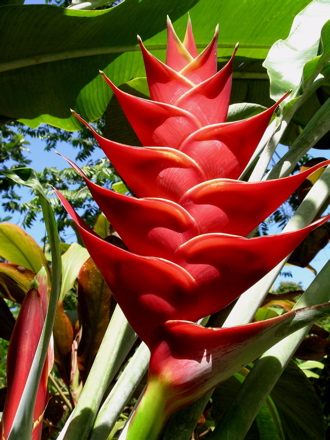 fleurs de Polynésie - Héliconia imbricata
