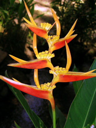fleurs de Polynésie - Héliconia lathispatha