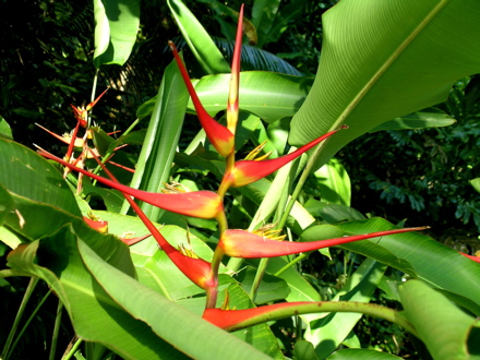 fleurs de Polynésie -Héliconia