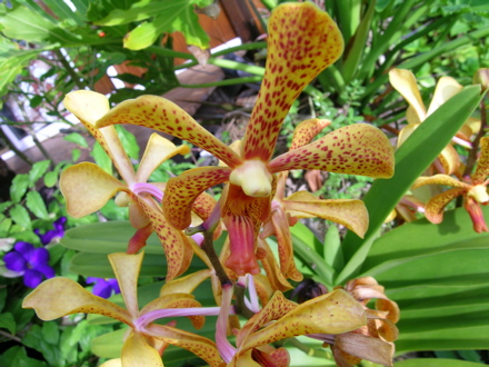 fleurs de Polynésie - Orchidées