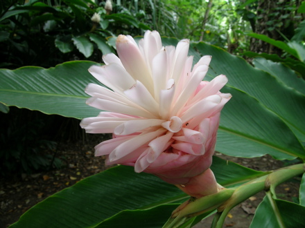 fleurs de Polynésie -Opuhi