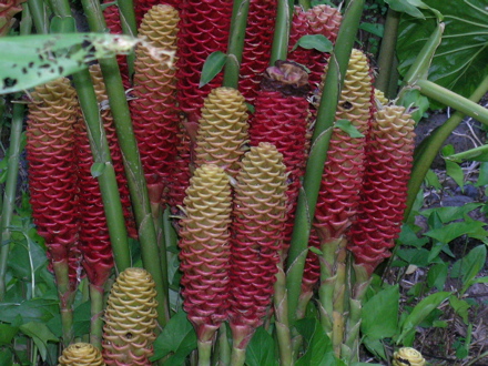 fleurs de Polynésie - Zingiber
