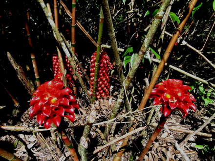 fleurs de Polynésie - La reine de Malaisie