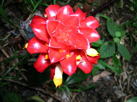 fleurs de Polynésie - La reine de Malaisie