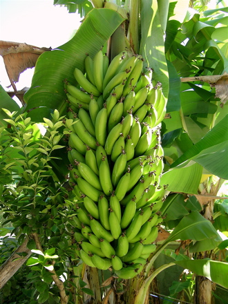 Fleur de bananier / Banane / Banane plantain (Fort-de-France)