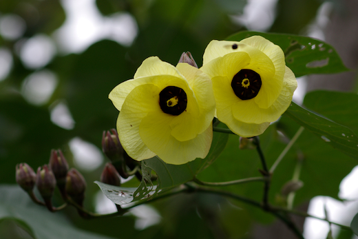 fleurs du Purau
