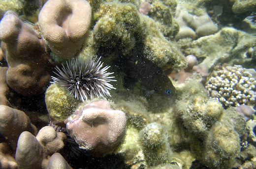coraux, oursin