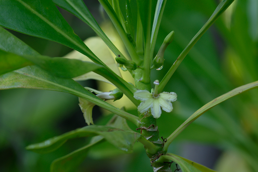 fleur de naupata (Scaevola sericea)
