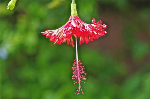 Hibiscus, rose de Chine